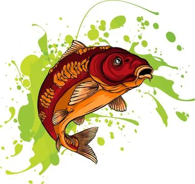 Carp Fish Vector Illustration.Common Carp Illustration. Isolated on white Stock Illustration