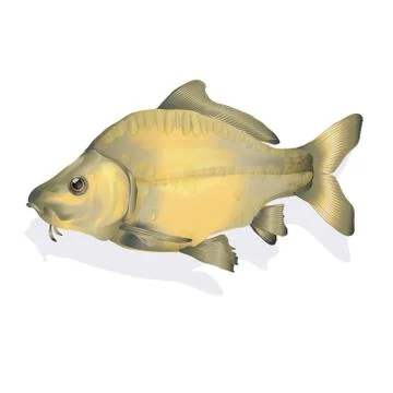Carp fish in the water Stock Illustration