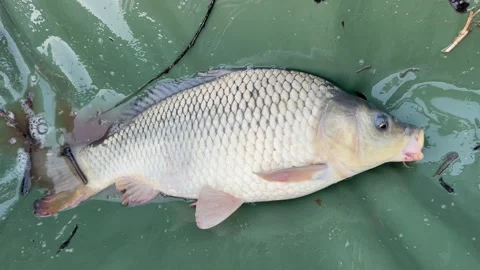 Carp fishing Stock Footage 248413720