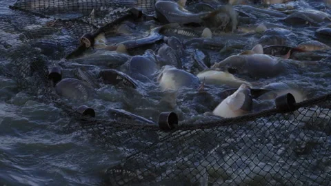 Carp in the fishing net Stock Footage 142518372