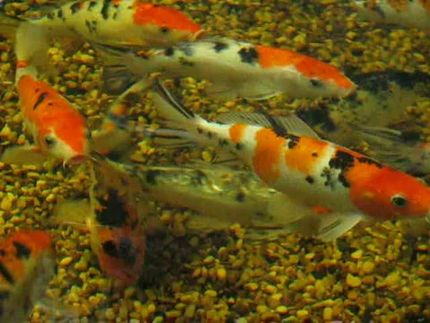 Carp Video stock 407611