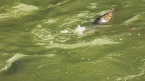 Carp Stock Footage 11099301