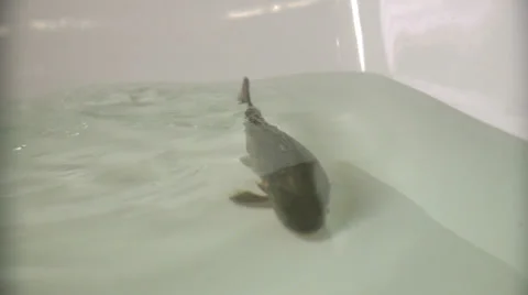 Carp Stock Footage 34269598