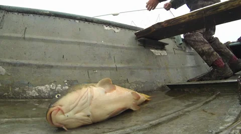 Carp Video stock 35945334