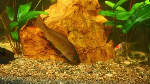 The Carp. Stock Footage 48724756