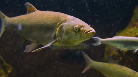 Carp Video stock 234148333