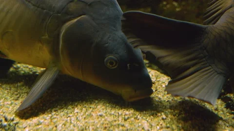 A carp Stock Footage 236705249