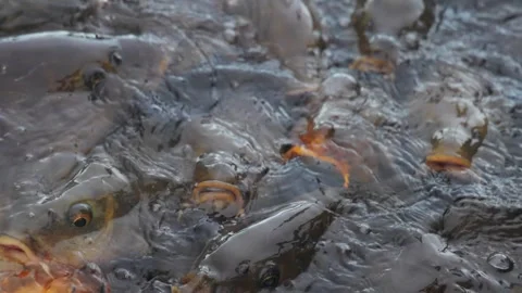Carp Stock Footage 320587072