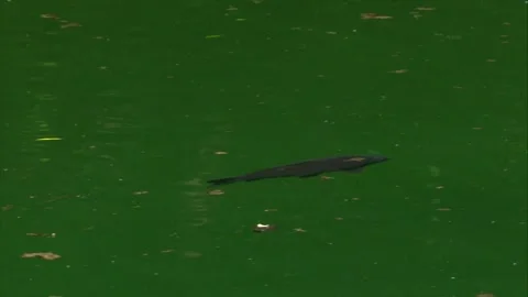 Carp gliding just below water surface in pond Stock Footage 327714640