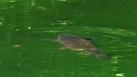 Carp gliding just below water surface in pond (close) Stock Footage 327714651