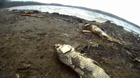 Carp Graveyard Stock Footage 35571521