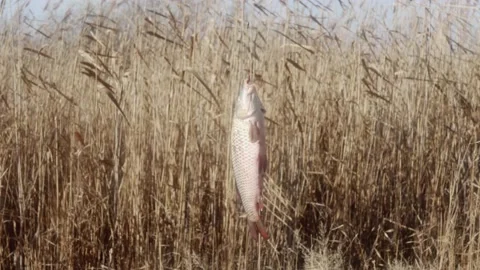 Carp hangs and twitches on a fish hook against the backdrop of lake reeds 库存影片 166659981