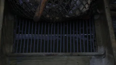 Carp harvest Stock Footage 142470231