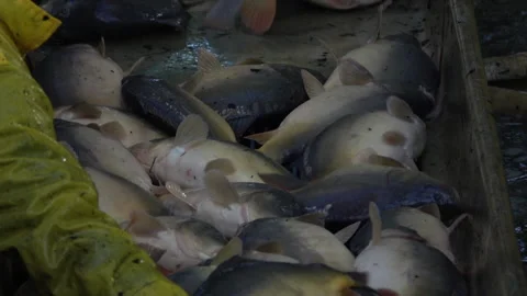 Carp harvest Stock Footage 142499204