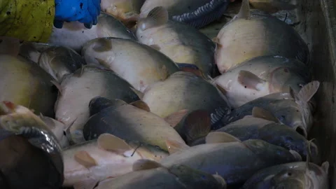 Carp harvest Stock Footage 142499595