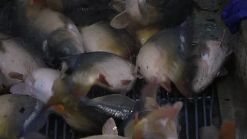 Carp harvest Vidéo 142499814