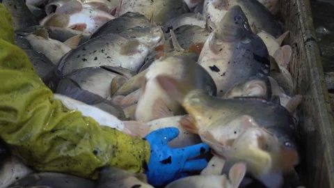 Carp harvest Stock Footage 142501368