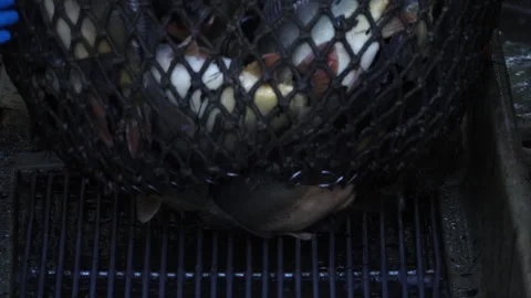 Carp harvest Vidéo 142501488