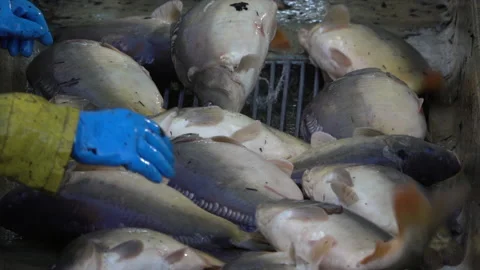 Carp harvest Stock Footage 142501624