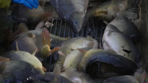 Carp harvest Stock Footage 142501741