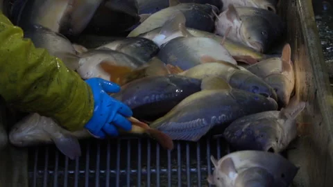 Carp harvest Stock Footage 142501865