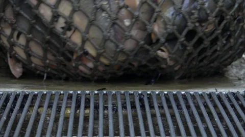Carp harvest Stock Footage 163881698
