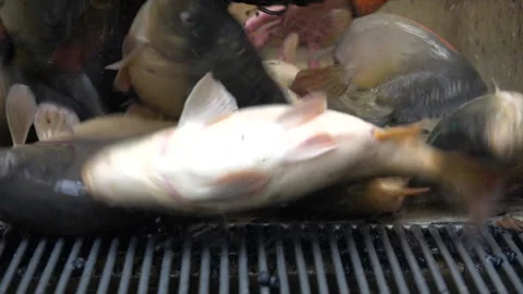 Carp harvest Stock Footage 163882015