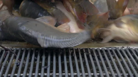Carp harvest Stock Footage 164117468