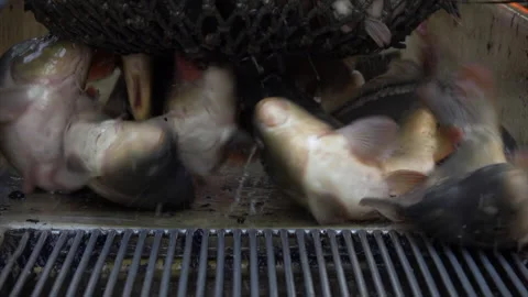 Carp harvest Stock Footage 164118421