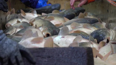 Carp harvest Stock Footage 164118510