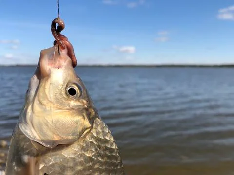 Carp head on the background of the lake. Stock Photos