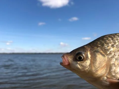 Carp head on the background of the lake. Stock Photos