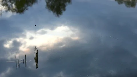 A carp on the hook. A bad catch of fish. 動画素材 101567718