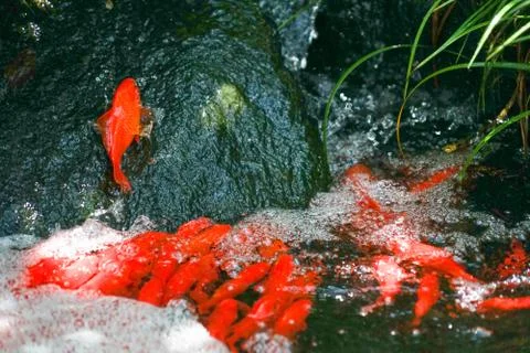 Carp of the image to the waterfall climbing Stock Photos