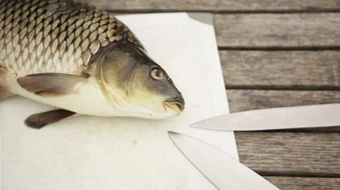 Carp on the kitchen table Vídeos de archivo 57950594