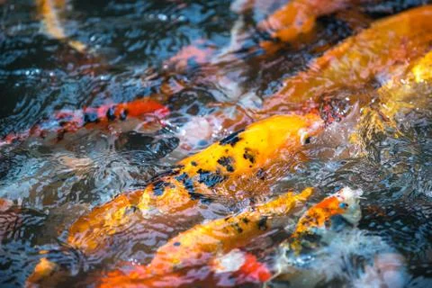Carp Koi Background Pattern Stock Photos