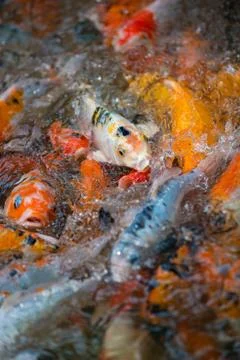 Carp Koi Background Pattern Stock Photos