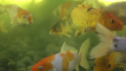 Carp koi fish swim. Stock Footage 122374631