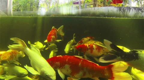 Carp, koi fish swimming Stock Footage 45546068