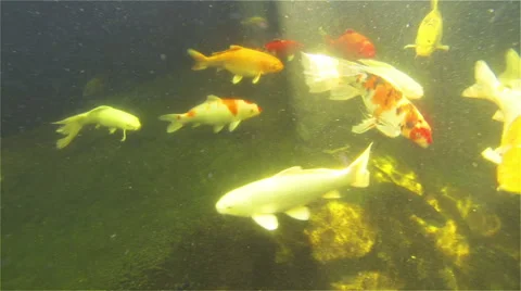 Carp, koi fish swimming Vídeos de archivo 45547339