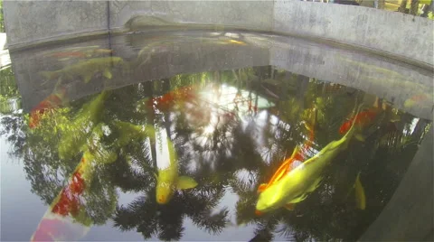 Carp, koi fish swimming Stock Footage 45547959