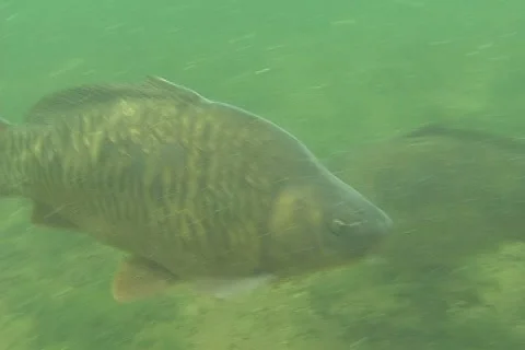 Carp ntsc 1 Stock Footage 2224707