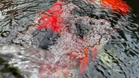 Carp or koi fish Stock Footage 292229527
