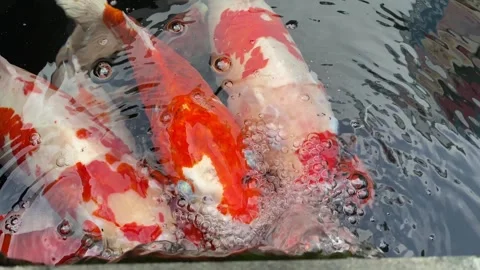 Carp or koi fish Stock Footage 292229532