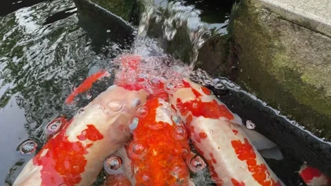 Carp or koi fish Stock Footage 292229600