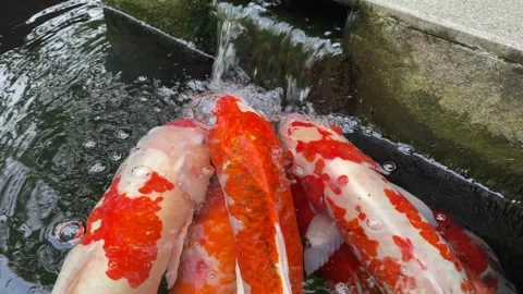 Carp or koi fish Stock Footage 292229618