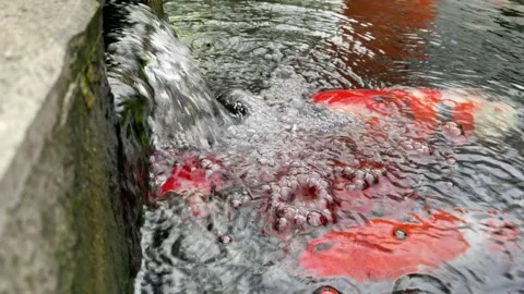 Carp or koi fish Stock Footage 292229783
