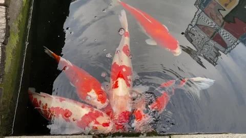 Carp or koi fish Stock Footage 292229814