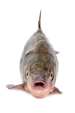 Carp Stock Photos