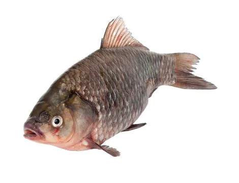 Carp Stock Photos